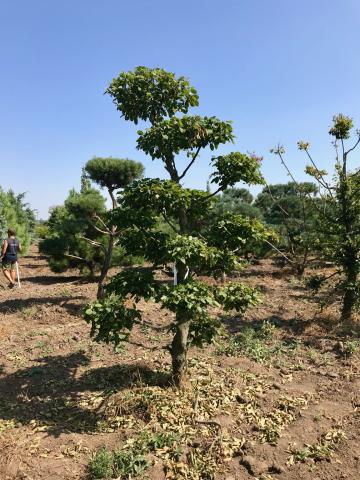 Carpinus betulus | bonsai (B kvalita)
